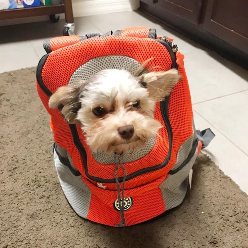Backpack For Dogs / Cats